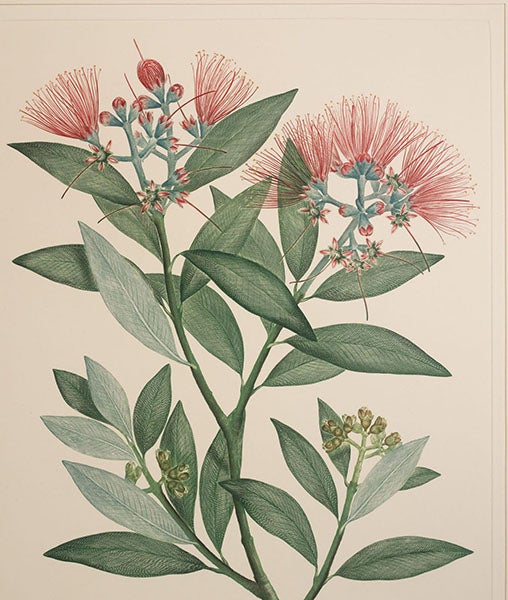 Detail of first image, Metrosideros excelsa, Pohutukawa or New Zealand Christmas tree, plate 445 in Banks’ Florilegium, 1980-90 (Linda Hall Library)