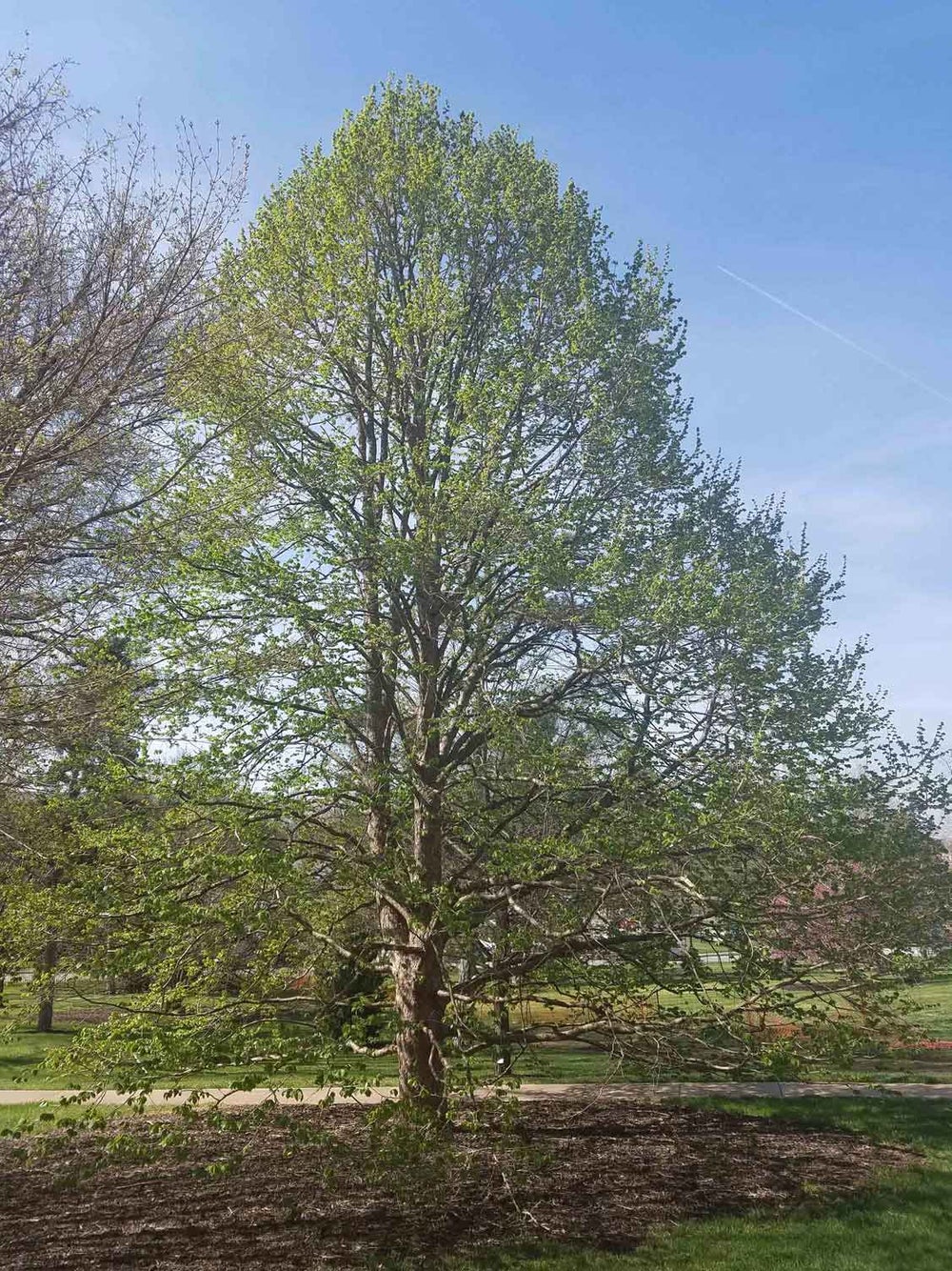 Turkish Filbert 10a-1-1 - Linda Hall Library