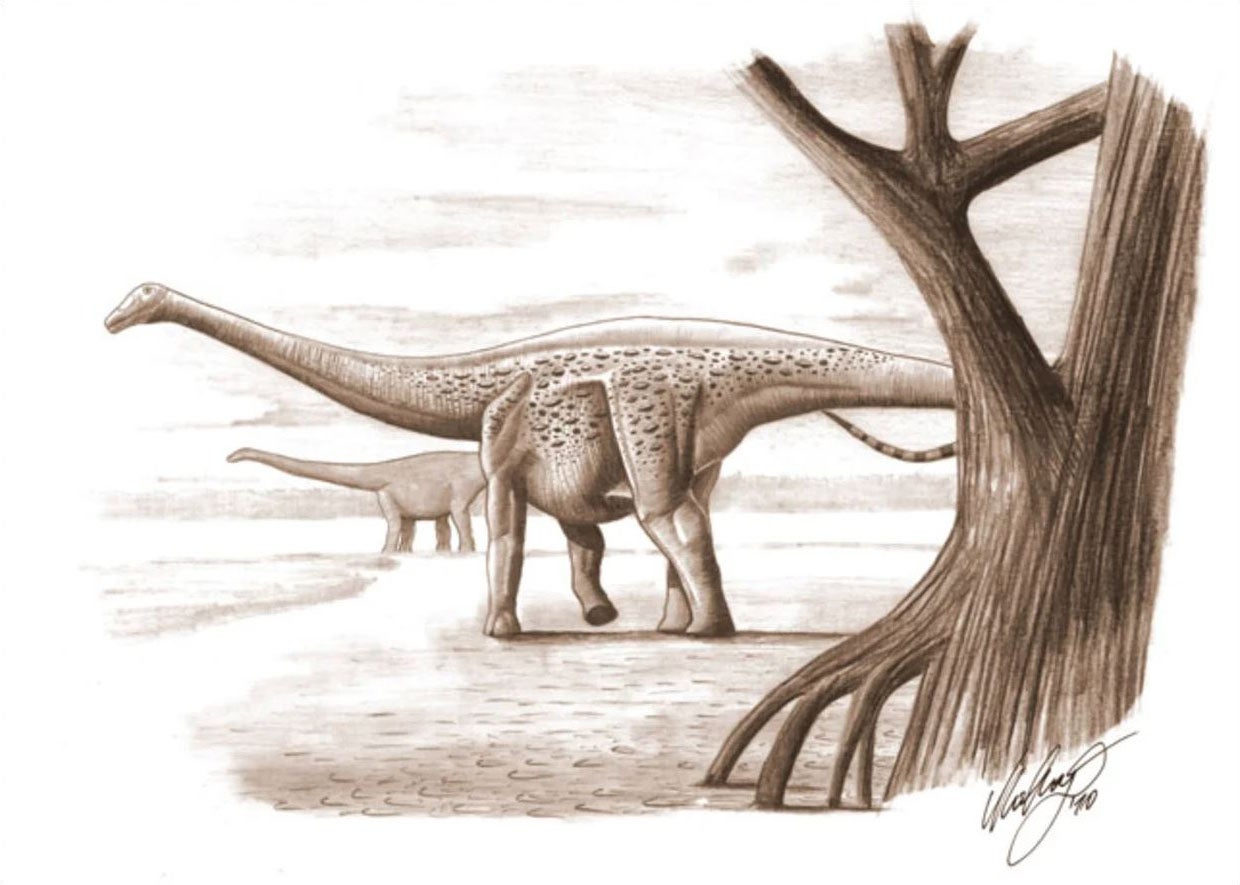 Artist’s restoration of Magyarosaurus dacus, a dwarf sauropod found by Franz Nopcsa in 1915, from a 2010 news story on NBC News (nbcnews.com)