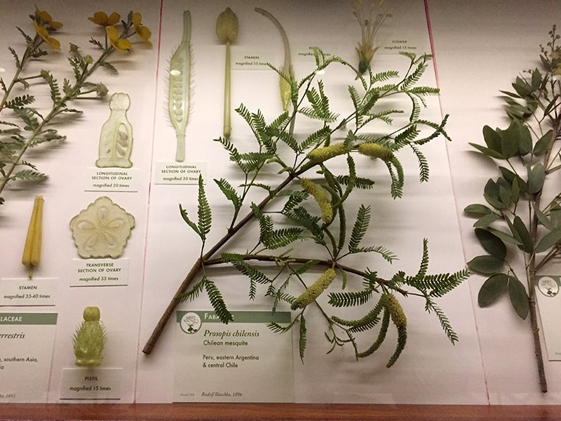 A glass specimen of mesquite on display, crafted by Leopold and Rudolf Blaschka, 1896, Harvard Museum of Natural History (author’s photo)