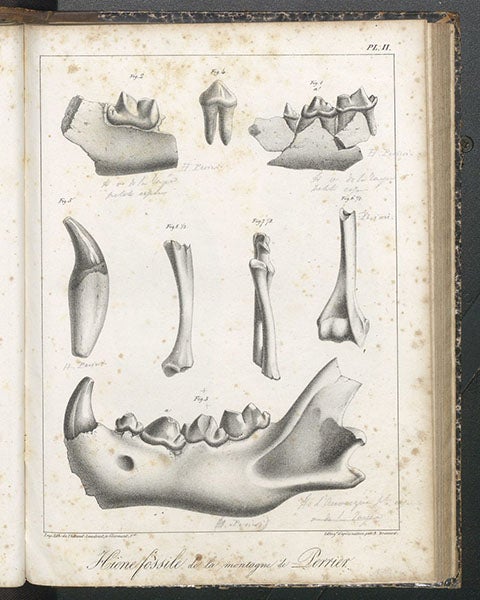 Fossils of an extinct species of hyena found near Perrier in Auvergne, lithographed plate, in Recherches sur les ossemens fossiles du Département du Puy-de-Dôme, Jean-Baptiste Croizet and Antoine-Claude Gabriel Jobert, Hyena plate 2, 1828 (Linda Hall Library)