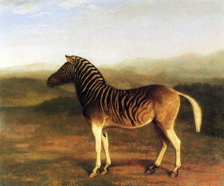 Painting of a live quagga, by Jacques-Laurent Agasse, under commission from George Douglas, early 1800s (Wikimedia commons)