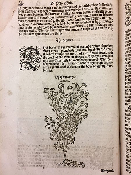 Chamomile plant, article with woodcut, from William Turner, <i>Herbal</i>, 1568 (Linda Hall Library, iPhone photo by the author)