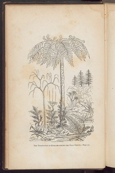 Reconstruction of plant life of the Carboniferous period, wood-engraved frontispiece, David Ansted, <i>Ancient World</i>, 1847 (Linda Hall Library)
