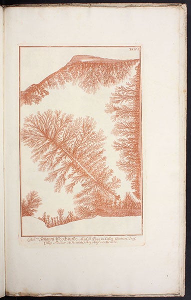 Dendrites on a slab of limestone, printed in sepia, engraving in Herbarium diluvianum, by Johann Jakob Scheuchzer, 1709 (Linda Hall Library)