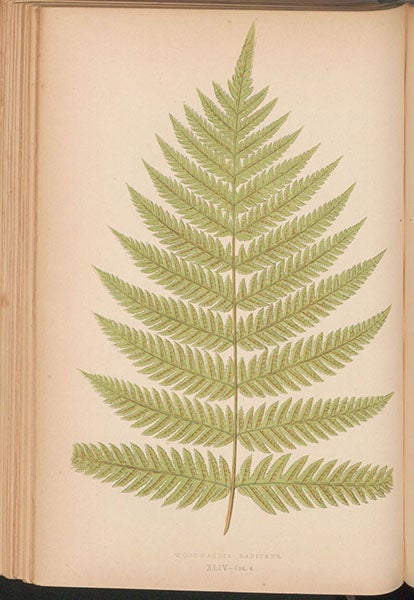 Woodwardia radicans, a fern, chromoxylograph, Ferns: British and Exotic, by Edward Joseph Lowe, vol. 4, 1858-64 (Linda Hall Library)