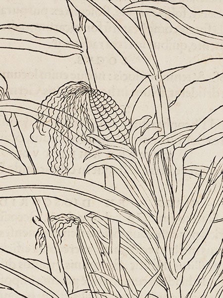 Maize, detail of woodcut from Leonhart Fuchs, <i>De historia stirpium</i>, 1542 (Linda Hall Library)