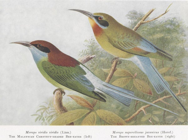 Two species of Merops (bee-eaters), drawn by Henrik Grønvold, cropped to margins, from The Birds of the Malay Peninsula, by Herbert C. Robinson, vol. 1, plate 7, 1927 (Linda Hall Library)