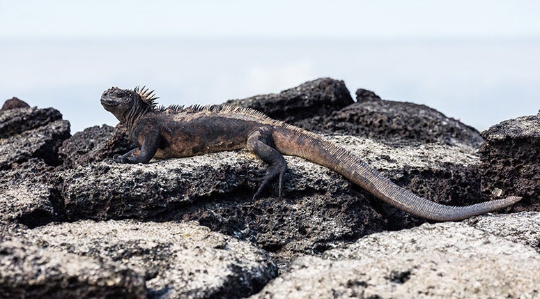 Marine iguana, Galápagos Islands, recent photograph (Wikimedia commons)