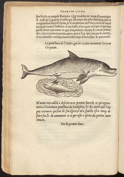 Orca with a newborn and its placenta, woodcut in L'histoire naturelle des estranges poissons marins, by Pierre Belon, 1551 (Linda Hall Library)