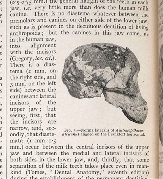 Side view of the Taung skull, with brain cast, detail of photograph from “Australopithecus africanus: The man-ape of South Africa,” by Raymond Dart, Nature, vol. 115, Feb. 7, 1925 (Linda Hall Library)