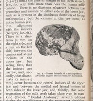 Side view of the Taung skull, with brain cast, detail of photograph from “Australopithecus africanus: The man-ape of South Africa,” by Raymond Dart, Nature, vol. 115, Feb. 7, 1925 (Linda Hall Library)