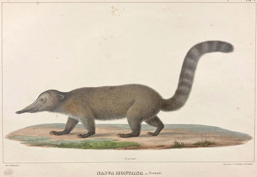 Coati (Nasua montana), lithograph by Joseph Dinkel, Untersuchungen über die Fauna Peruana, by Johann Jakob von Tschudi, vol. 1, Therologie, plate 5, 1844 (Linda Hall Library)