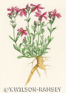 Maguire catchfly, silene petersonnii. 2004.