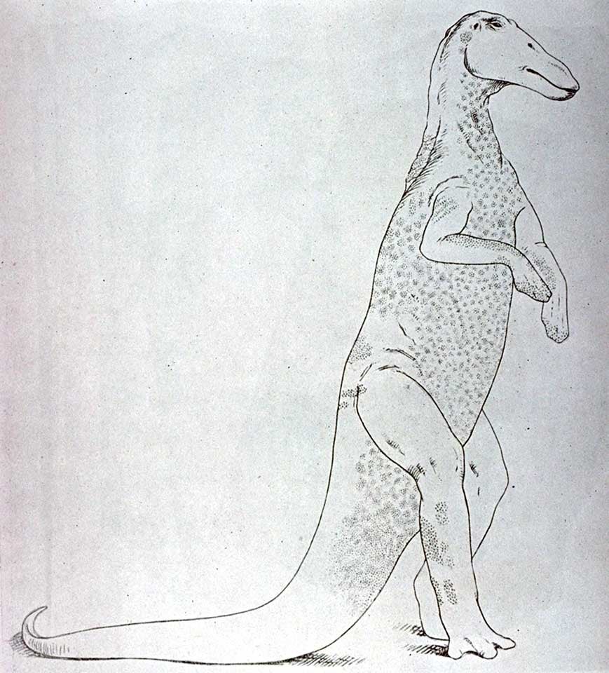 Diagrammatic restoration of the body contours and epidermal markings of the Trachodon. This work is part of the Library Collections, but it is NOT on display. Image source: Osborn, Henry Fairfield. "Integument of the iguanodon dinosaur Trachodon," in: Memoirs of the American Museum of Natural History, new series, vol. 1 (1912), p. 39.