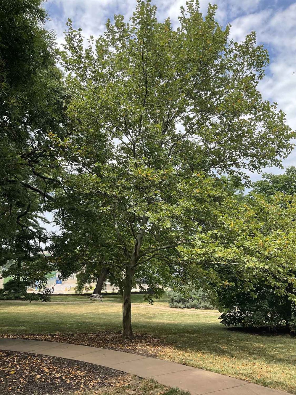 London Planetree 31-3-1 - Linda Hall Library