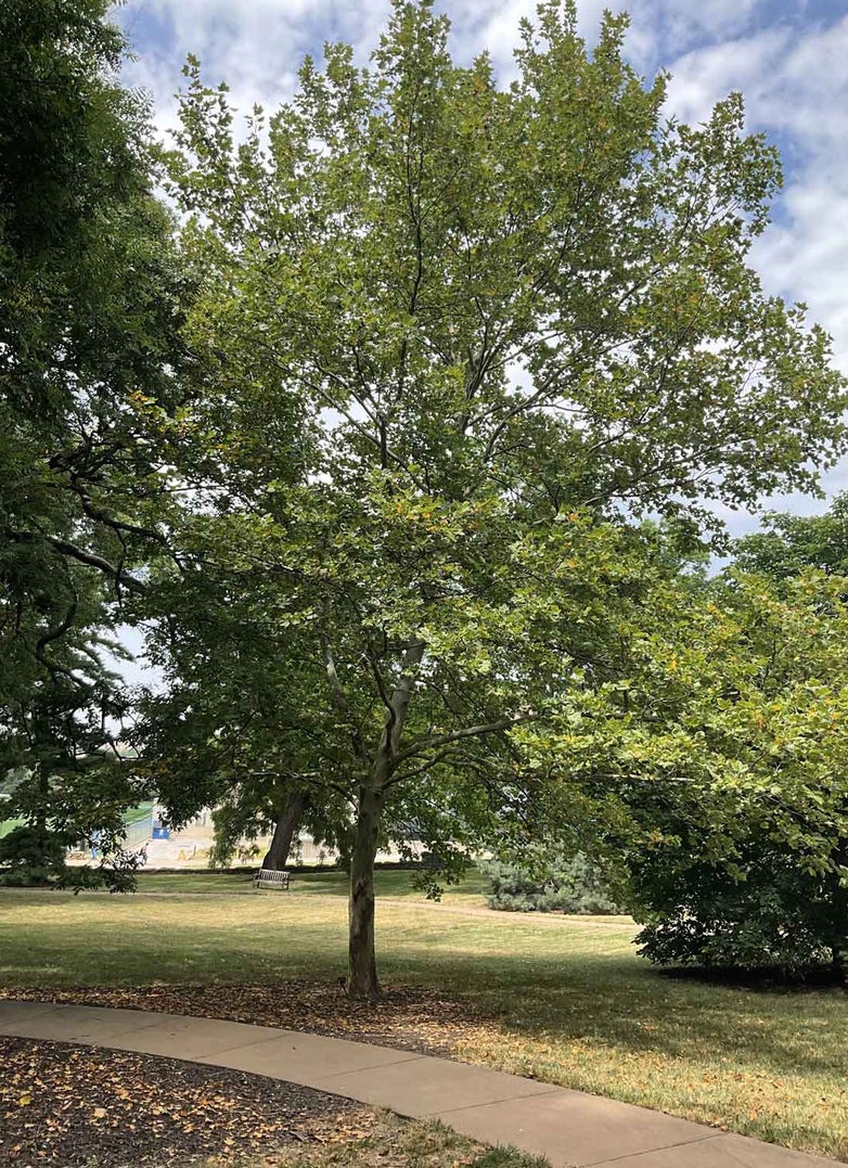 London Planetree 31-3-1 - Linda Hall Library