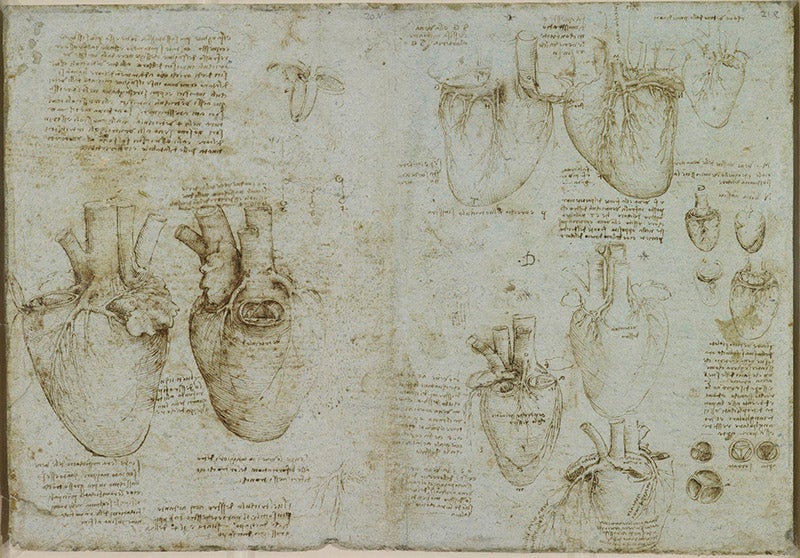 The heart, coronary arteries, and tricuspid valve; pen and ink on blue paper; by Leonardo da Vinci, ca 1511-13, no. 919073, Royal Library, Windsor (rct.uk)