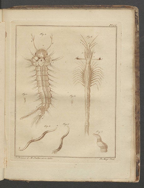 Plate 15 of Martinus Slabber, Natuurkundige verlustigingen, 1778 , showing a mosquito larva, some marine worms, and a stalked shrimp, Mesopodopsis slabbery fig. 3 (life-size) and fig. 4 (magnified) (Linda Hall Library)