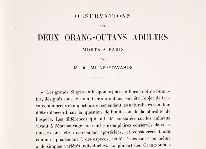 First page of introduction by Alphonse Milne-Edwards to articles on the Paris orangutans, Nouvelles Archives du Muséum d’Histoire Naturelle, ser. 3, vol. 7, 1895 (Linda Hall Library)