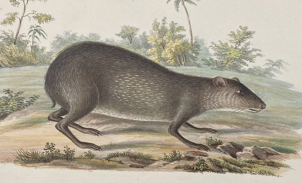 Agouti (Dasyprocta variegata), detail of lithograph by E.O. Schmidt, Untersuchungen über die Fauna Peruana, by Johann Jakob von Tschudi, vol. 1, Therologie, plate 16, 1844 (Linda Hall Library)