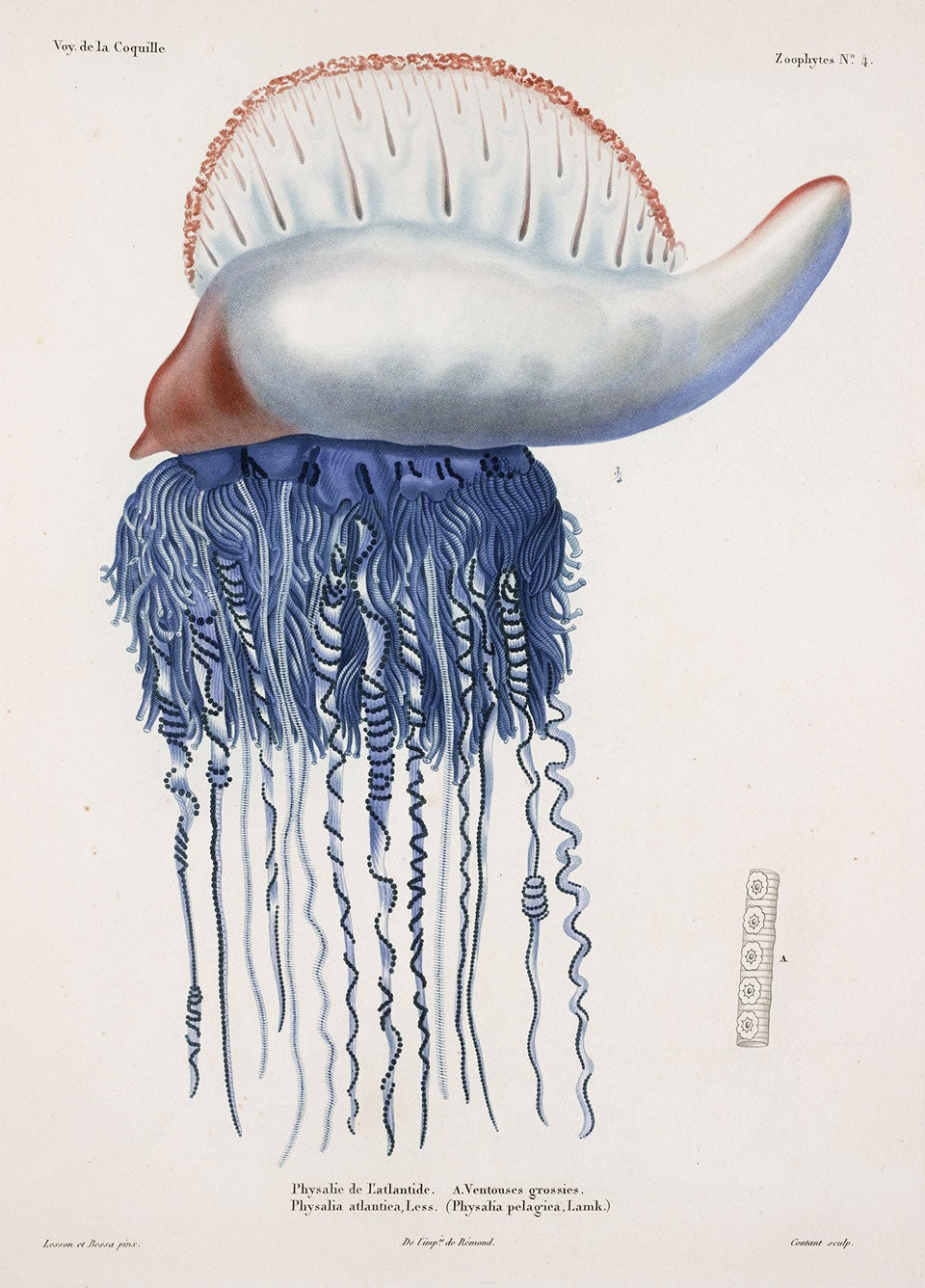 Portuguese Man O’War. Image source: Duperrey, Louis-Isidore et al. Voyage autour du monde, exécuté par ordre du roi, sur la corvette de Sa Majesté, La Coquille, pendant les années 1822, 1823, 1824, et 1825. Zoologie: Table des planches. Paris: A. Bertrand, 1825, pl. 4.