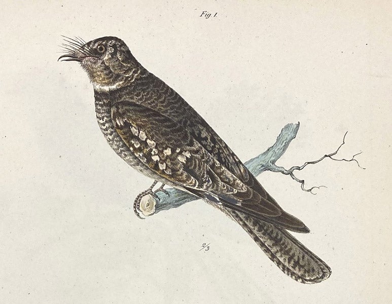 Tschudi’s nightjar (Caprimulgus decussatus), lithograph by Johann Karl Werner, Untersuchungen über die fauna Peruana, by Johann Jakob von Tschudi, vol. 2, Ornithologie, plate 30, 1845-46 (Linda Hall Library)