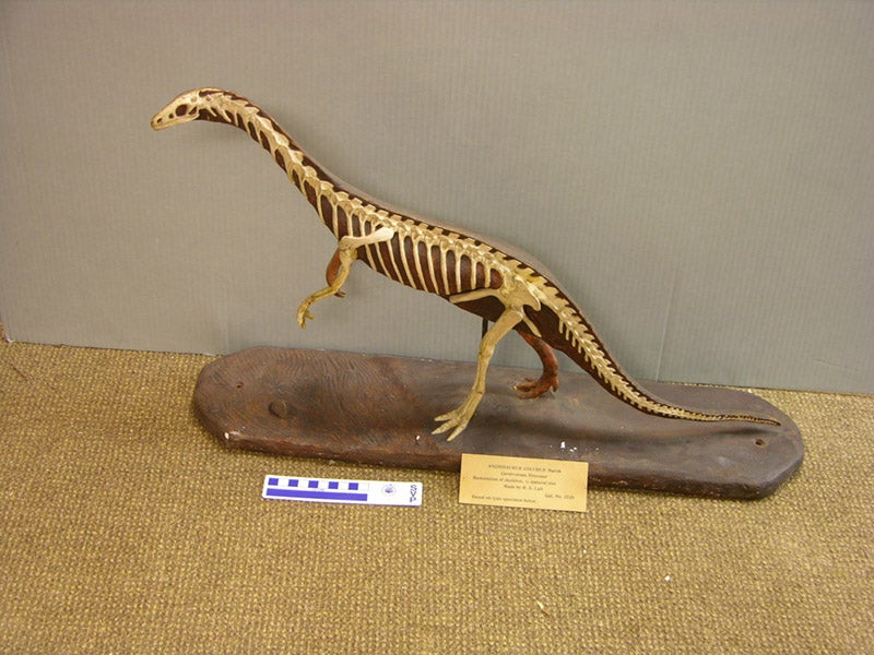 <i>Anchisaurus</i> model, left side, sculpted by Richard Swann Lull before 1912, modern photograph (Peabody Museum of Natural History)