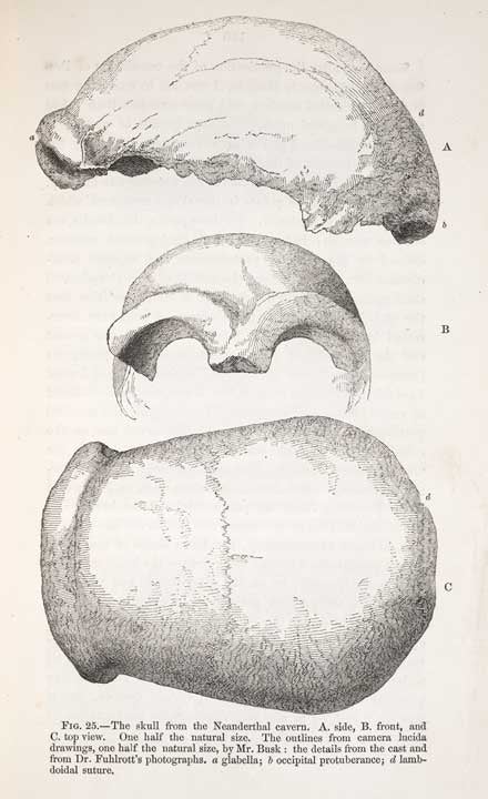 Skull from the Neanderthal cavern. Image source: Huxley, Thomas Henry. Evidence as to Man's Place in Nature. London: Williams and Norgate, 1863, p. 139.