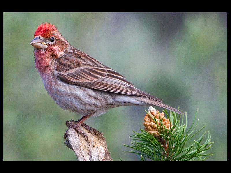 Cassin's Finch (Male), Cabin Lake Viewing Blinds, Deschutes National Forest, Near Fort Rock, Oregon