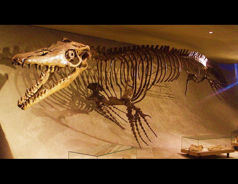 Natuurhistorisch Museum Maastricht