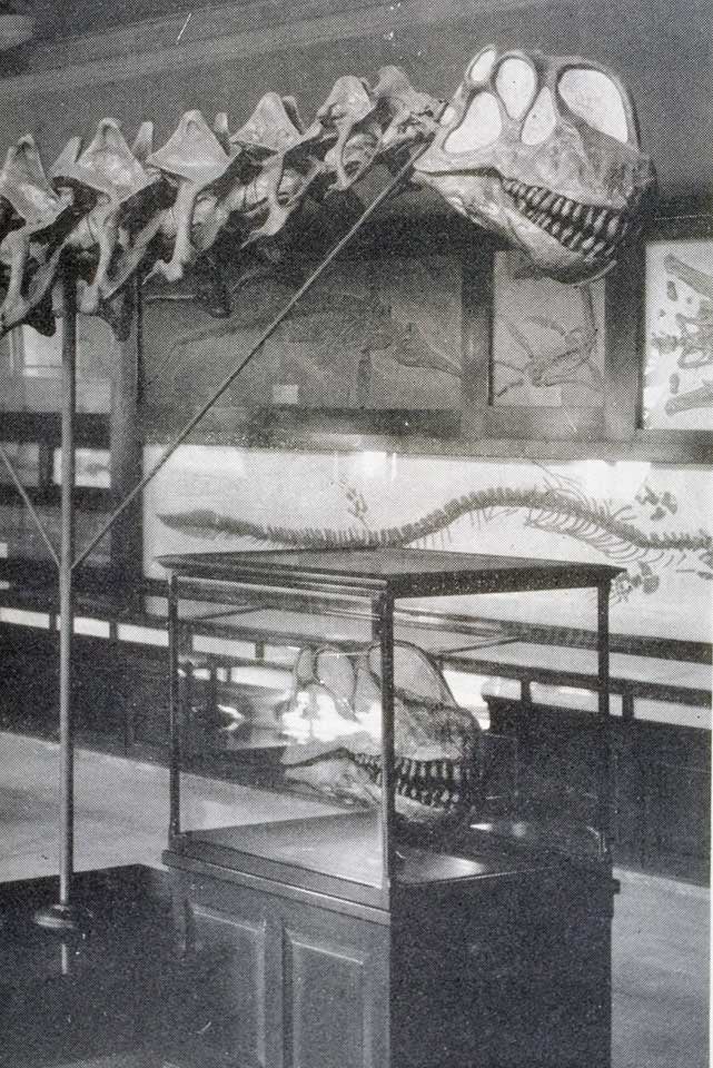 Skull detail of Apatosaurus mount. This work was on display in the original exhibition as item 41, but is no longer part of our History of Science Collection. Image source: Gilmore, Charles W. "Osteology of Apatosaurus, with special reference to specimens in the Carnegie Museum," in: Memoirs of the Carnegie Museum, vol. 11, no. 4 (1936), pl. 35.