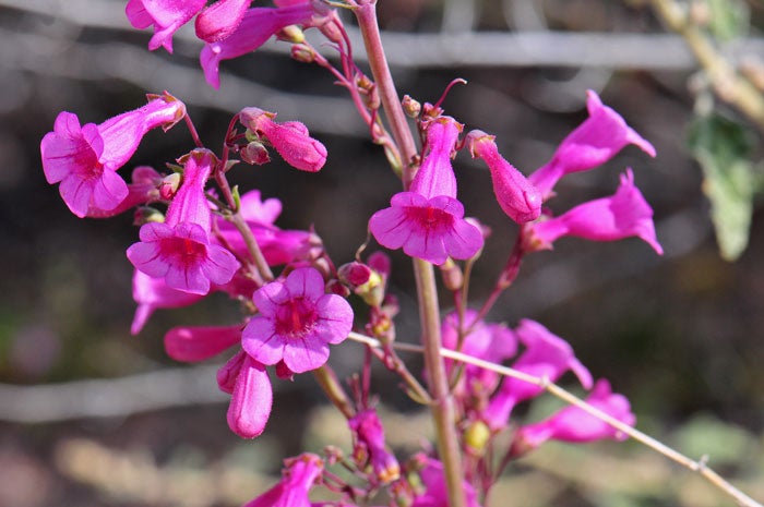 Parry’s penstemon (Parry’s beardtongue), named by Asa Gray, recent photo (southwestdesertflora.com) 