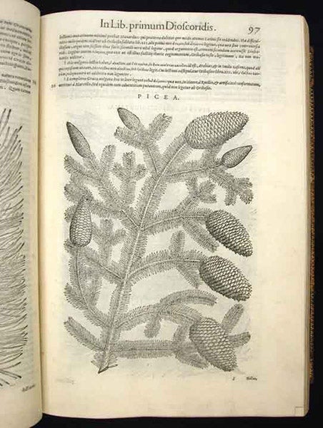 Spruce branches, woodcut by Giorgio Liberale and Wolfgang Meyerpeck, in Pietro Andrea Mattioli, Commentarii in sex libros Pedacii Dioscoridis Anazarbei De medica materia, 1565 (Linda Hall Library)