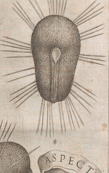 Detail of the fourth image, showing one hibiscus seed magnified, and the same seed below, at natural size (Linda Hall Library)