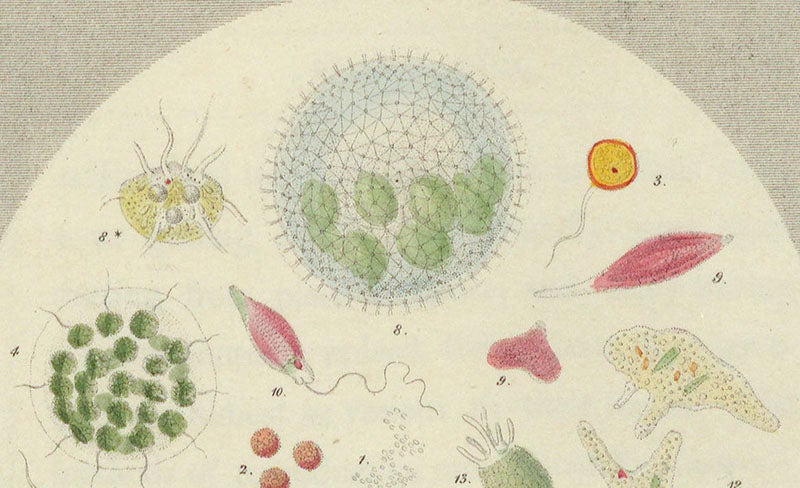 Volvox globator (8) and Euglena sanguinea (10), detail of “Drop II”, hand-colored lithograph by “Achilles,” in Drops of Water, by Agnes Catlow, 1851 (Linda Hall Library)