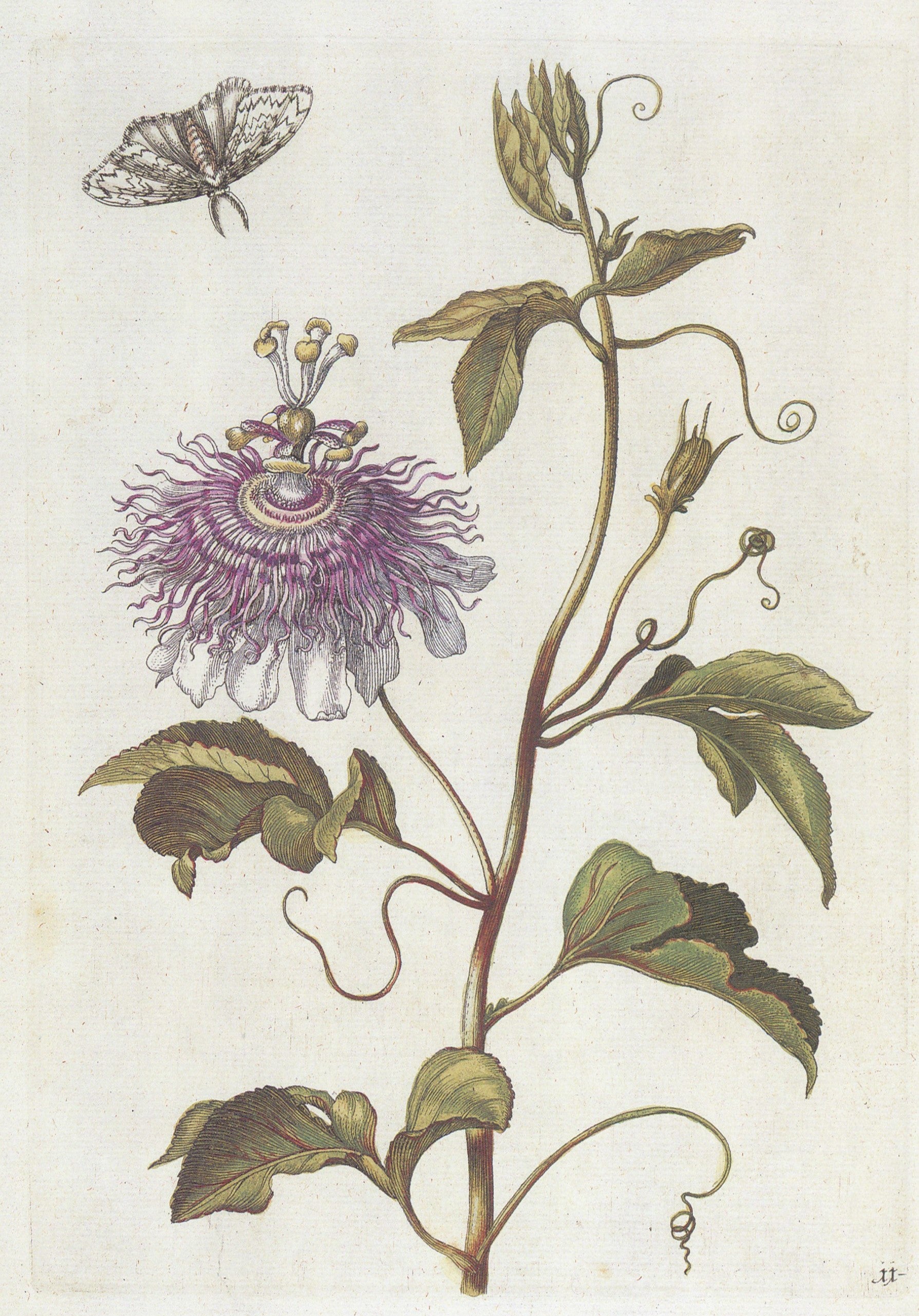 First published between 1675 and 1680, Merian told readers of the New Book of Flowers, that the inclusion of nature in art was “spontaneous and graceful,” but beyond that, these early images provide evidence of Merian’s early, personal interest in metamorphosis. Image source: Merian, Maria Sibylla. New Book of Flowers. Vol. 2, Munich; London: Prestel, 1999.