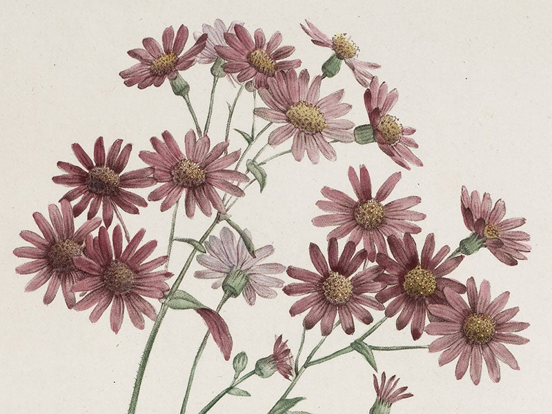 Detail of <i>Pericallis cruenta</i>, from Ventenat, <i>Jardin de la Malmaison</i>, 1803-05 (Linda Hall Library)