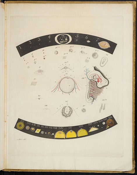 Dozens of various stages in the development of the mammalian egg, hand-colored engraving based on drawings by Karl von Baer, De ovi mammalium et hominis genesi epistolam, by Karl Ernst von Baer, 1827 (Linda Hall Library)