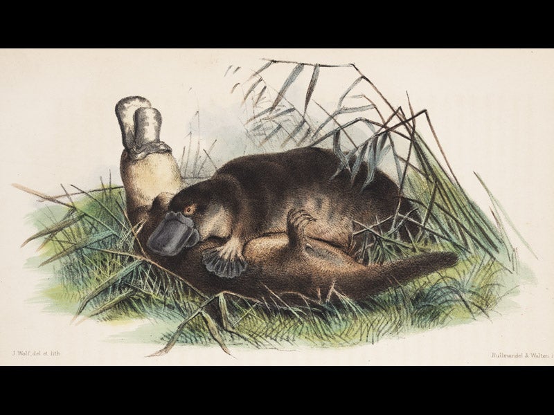 1113_004, 1/26/18, 3:43 PM,  8C, 5092x8000 (522+0), 100%, Custom,  1/60 s, R68.1, G55.9, B67.0