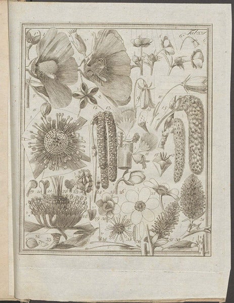 The structure of various flowers, with details of their methods of pollination, engraving based on drawings by Christian Konrad Sprengel, in his Das Entdeckte Geheimniss der Natur im Bau und in der Befruchtung der Blumen, plate 25, 1793 (Linda Hall Library)