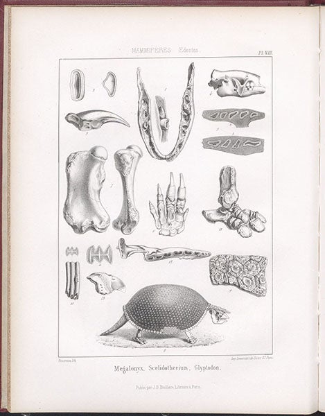 Entire plate showing fossils bones of Megalonyx and the skeleton of a Glyptodon, or giant armadillo, lithograph by Pierre Lackenbauer, in Traité de paléontologie, Atlas, by François-Jules Pictet, plate 8, 1853-57 (Linda Hall Library)  