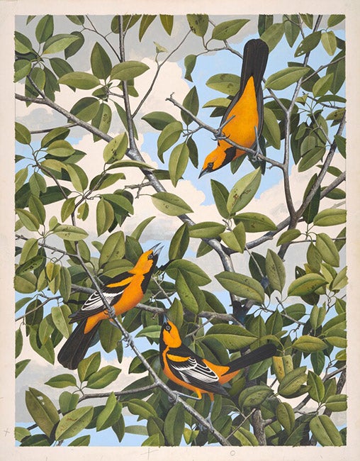 Lichtenstein’s oriole, original watercolor by Scott and Stuart Gentling (Amon Carter Museum, Fort Worth, Texas)