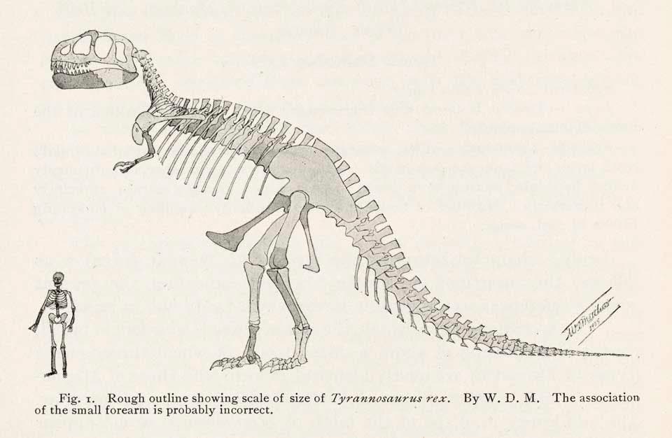 First T Rex 33. Tyrannosaurus rex - The Linda Hall