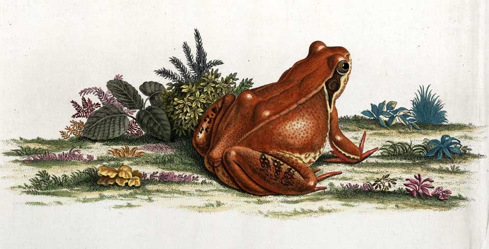 Frog. Image source: Rösel von Rosenhof, August Johann. Historia naturalis ranarum nostratium. Nuremberg: Typis Johannis Josephi Fleischmanni, 1758, pl. 3.