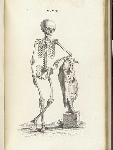 Skeleton of a 9-year-old boy with the skull of a horse, engraving, plate 33, in Osteographia, or the Anatomy of the Bones, by William Cheselden, 1733, National Library of Medicine (nlm.nih.gov)