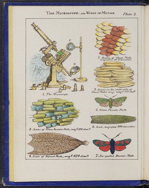 Microscope (made by Andew Ross), with wings of moths, hand-colored lithograph, frontispiece to Sketches with the Microscope: In a Letter to a Friend, by Mary Ward, plate 3, 1857 (Linda Hall Library)