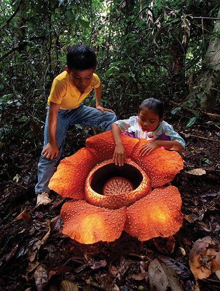 Rafflesia flower, with two Sumatran children for scale, Bengkulu province, Sumatra, Indonesia (britannica.com)
