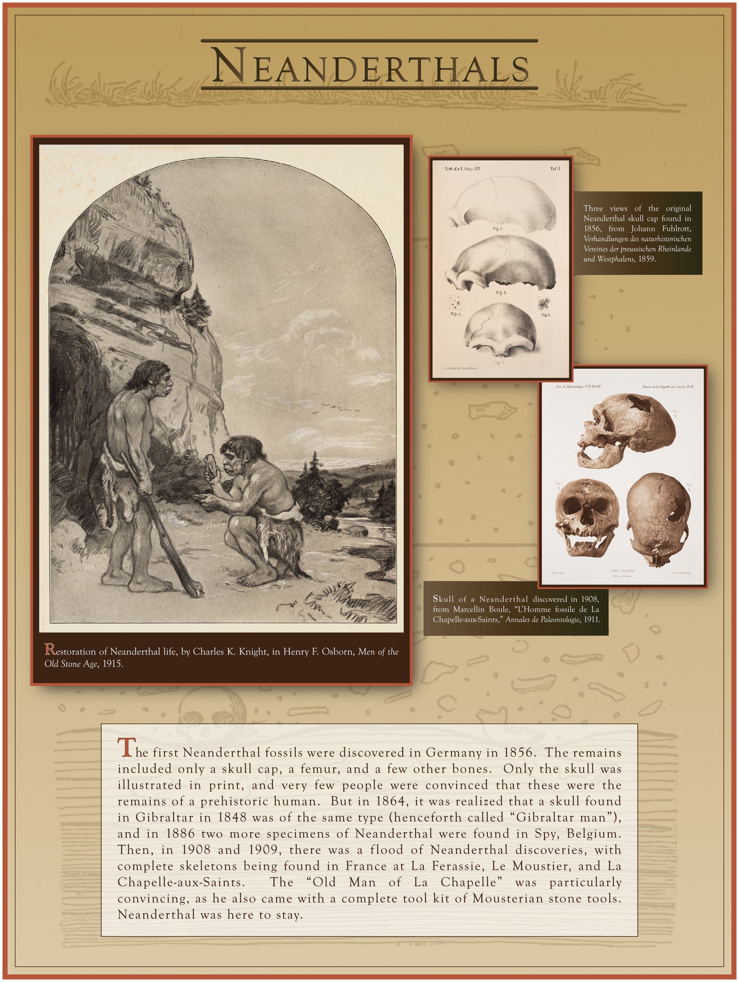 Neanderthals
Neanderthal fossils were first found in Germany in 1856.