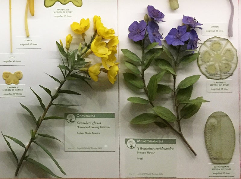 A primrose and a princess flower, glass flower specimens by Leopold and Rudolf Blaschka, 1890s, in the Ware Collection, Harvard Museum of Natural History (author’s photo)